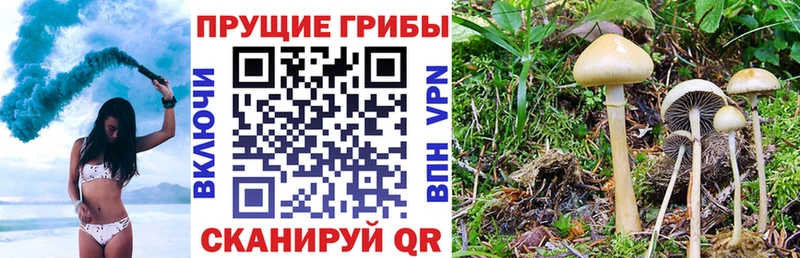 Купить закладки  Кинешма  Псилоцибиновые грибы Cubensis 